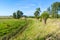 Polder landscape with knotted willows, Netherlands