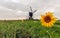 Polder landscape with one sunflower in the foreground