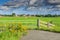 Polder landscape with yellow flowering Tansy, Tanacetum vulgare,