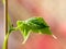 Pole bean leaf on blurred background