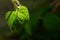 Pole bean leaf on blurred background