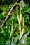 Pole beans growing in a garden