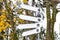 Pole with blank pointers in the background of trees. Several directional empty white arrows point in different