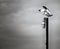 Pole Dancer (Seagull on Light Pole)