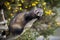 Polecat