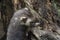 Polecat close up portrait by log hunting