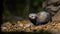 Polecat in forest at night