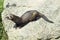 Polecat - Mustela putorius