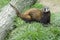 Polecat - Mustela putorius