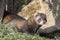 Polecat (Mustela putorius)