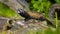 Polecat on trunk in forest at night