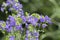 Polemonium caeruleum beautiful flowers in bloom, wild blue flowering plant