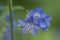 Polemonium caeruleum flowers