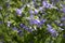 Polemonium caeruleum with lila flowers