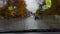 Police car with flashing lights rides on street in rainy autumn day