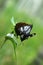 Police Car Moths Pollinating Western Coneflowers
