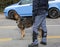 Police dog of the Italian police during a event