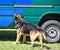 Police dog next to the suspect\'s vehicle