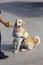 Police dog on the pier Huatulco. Mexico.