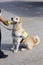 Police dog on the pier Huatulco. Mexico.