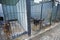 Police dogs German shepherds sitting in an aviary