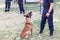 Policeman with Belgian Malinois police dog