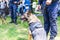 Policeman in uniform on duty with a K9 canine German shepherd police dog during public event. Blurred people in the background