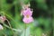 Policemans helmet or Impatiens Wild flower