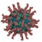 Poliovirus, functional viral particle bound to receptors