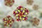 Poliovirus, an RNA virus that causes polio disease