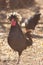 Polish chicken rooster crows loudly proud posture