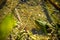 Polish fauna: little green frog in pond