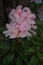 Polish gardens coming to life. Rhododendrons interestingly captured by the lens.