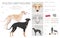 Polish Greyhound clipart. All coat colors set.  All dog breeds characteristics infographic