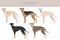 Polish Greyhound clipart. All coat colors set.  All dog breeds characteristics infographic