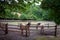 Polish horse breeding at the stud in Florianka. Paddock for horses in the background