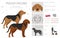 Polish Hound clipart. All coat colors set.  All dog breeds characteristics infographic