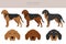 Polish Hound clipart. All coat colors set.  All dog breeds characteristics infographic