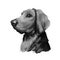 Polish Hound dog portrait isolated on white. Digital art illustration of hand drawn dog for web, t-shirt print and puppy food