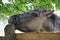 Polish Konik - brown pony - close-up on head