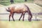 Polish Konik horse grazes in a meadow