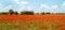 Polish landscape, poppies in the field, panorama