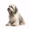 Polish Lowland Sheepdog breed dog isolated on a clean white background