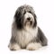 Polish Lowland Sheepdog breed dog isolated on a clean white background