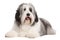 Polish Lowland Sheepdog Dog On Isolated Transparent Background, Png. Generative AI