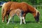 Polish miniature horse mare feeding her foal