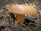 Polish mushroom Imleria badia.