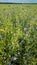 Polish rural areas flowers and meadows