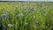 Polish rural areas flowers and meadows