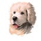 Polish Tatra Sheepdog dog portrait isolated on white. Digital art illustration of hand drawn dog for web, t-shirt print, puppy